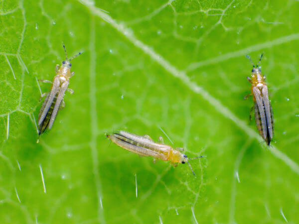 Nahaufnahme Zwiebelthrips