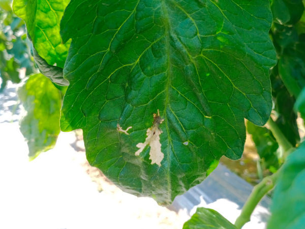 Minierfrass durch die Larve der Tomatenminiermotte am Blatt