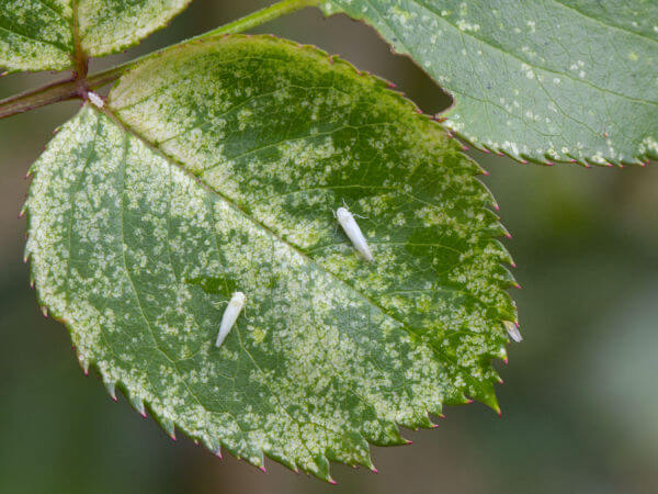 Rosenzikade und Schadbild