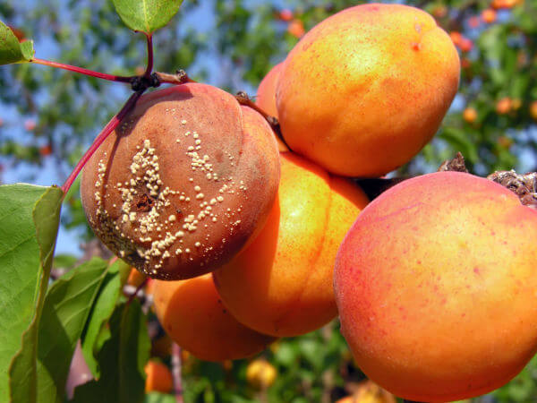 Monilia-Fruchtfäule an Aprikose