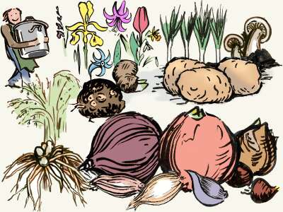 Blumenzwiebeln, Kartoffeln und Pflanzgut von Samen Mauser