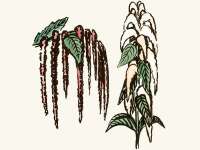  Hier finden Sie Samen von Quinoa (Chenopodium...