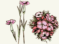 	 
		Als Nelken (Dianthus), auch bekannt als...