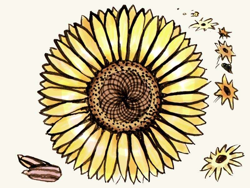 Sonnenblumen Samen