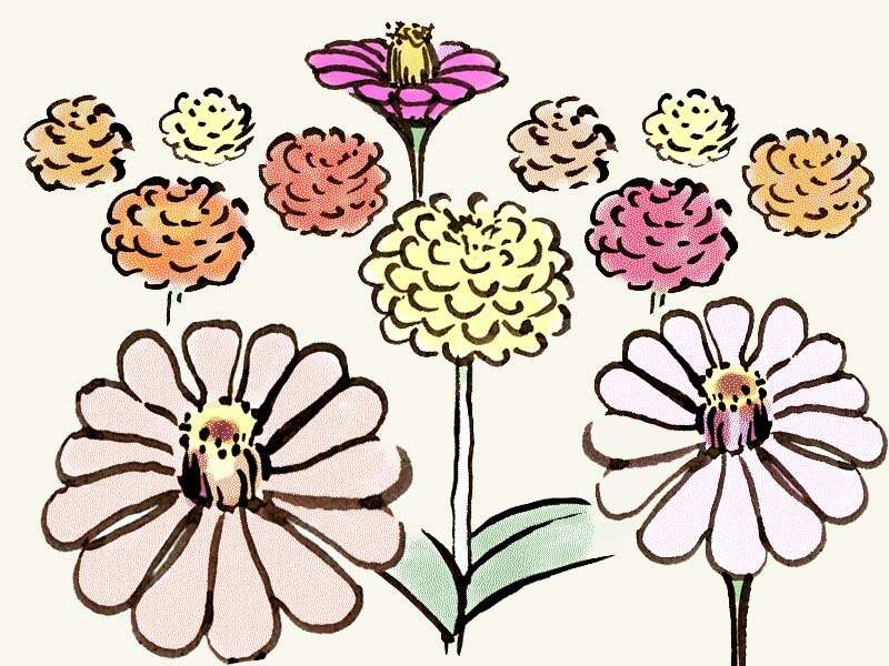 Zinniensamen