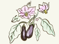  Die Aubergine  (Solanum melon&shy;gena)  oder...