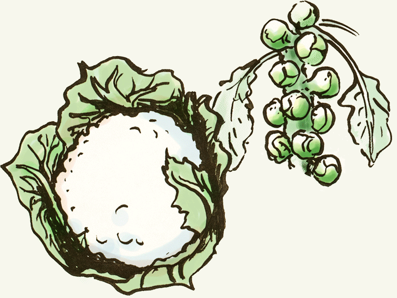 Blumenkohl- & Broccolisamen