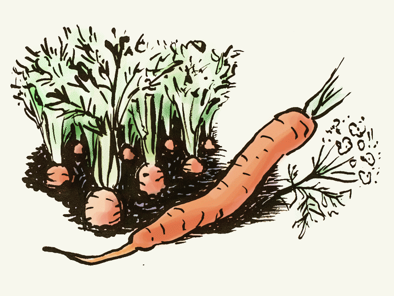Karottensamen