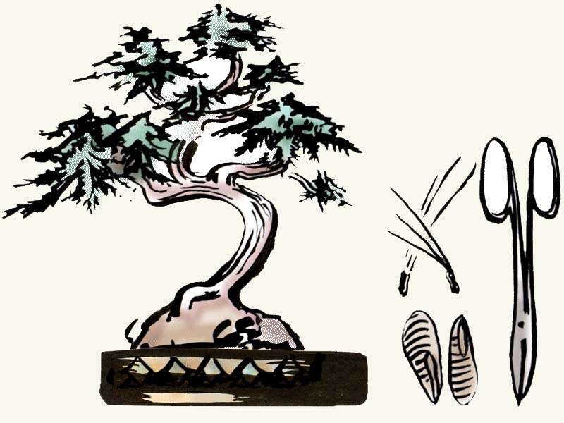 Nadelbaumsamen für Bonsai