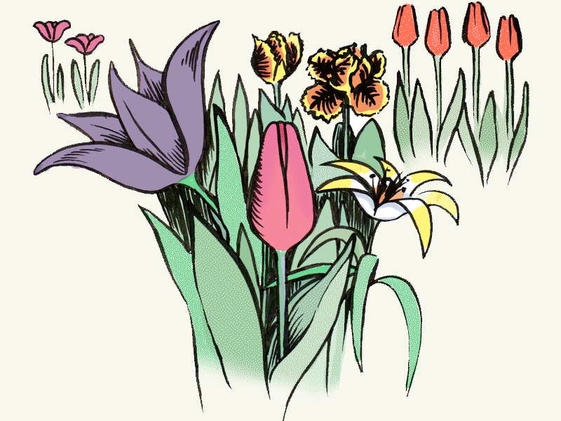 Tulpen (Tulipa) Zwiebeln