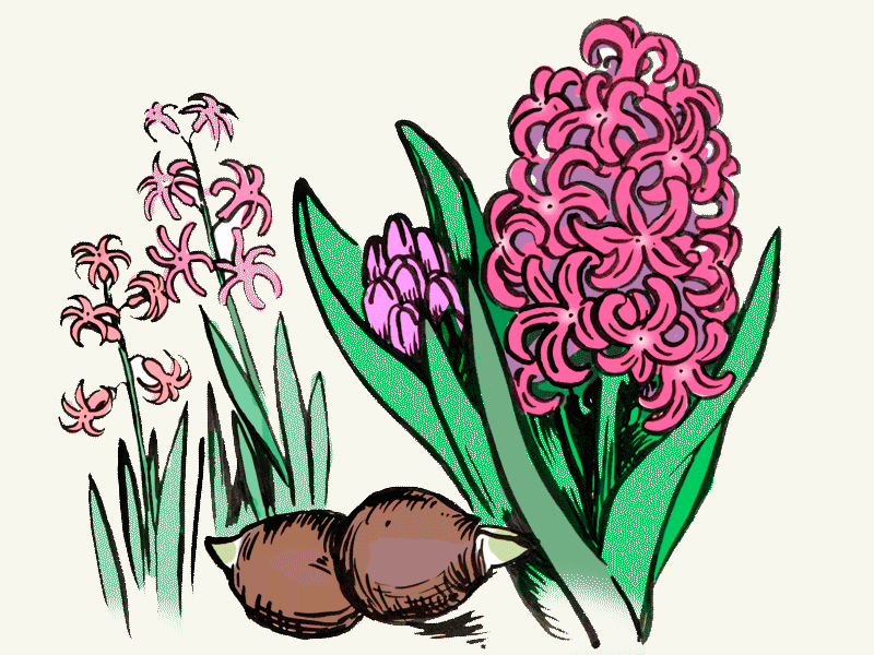 Hyazinthen (Hyacinthus) Knollen