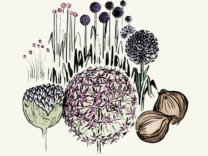 Zierlauch (Allium) Zwiebeln