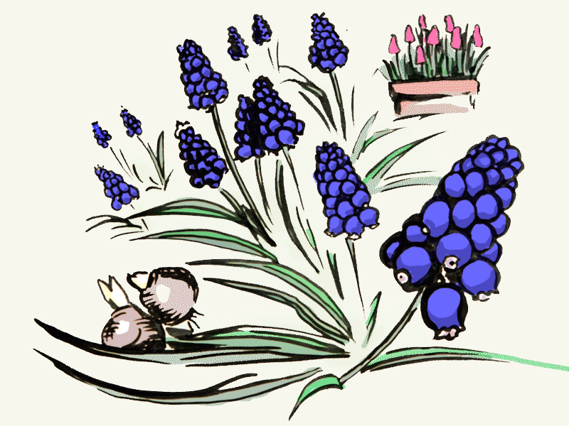 Trauben­hyazinthen (Muscari) Zwiebeln