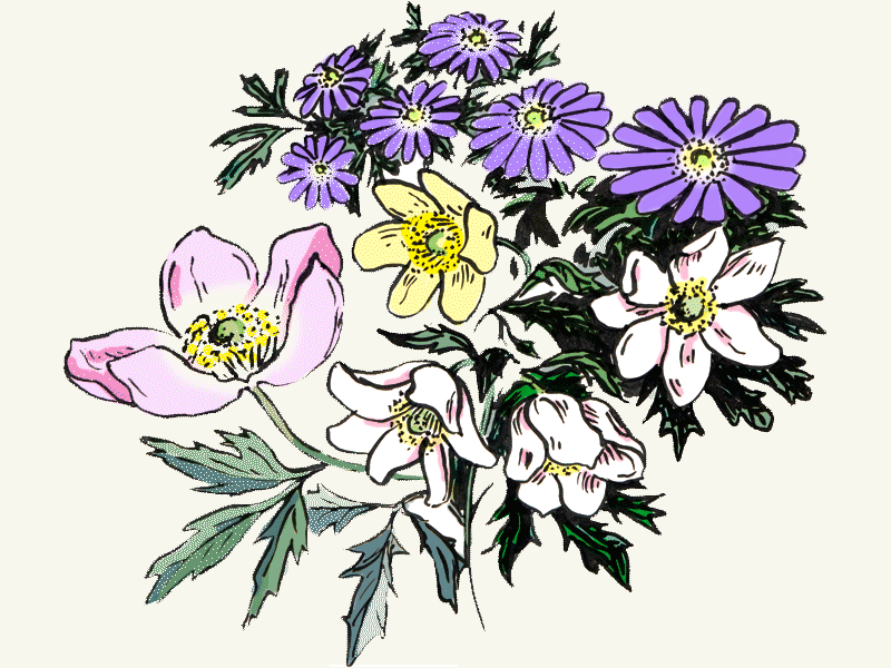 Wind­röschen (Anemonen) Knollen