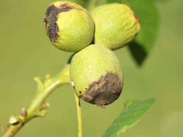 Blatt- und Fruchtflecken