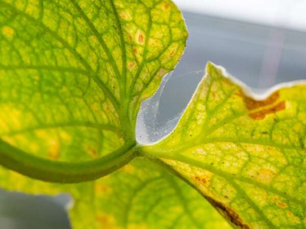 Spinnmilbenbefall an Blatt