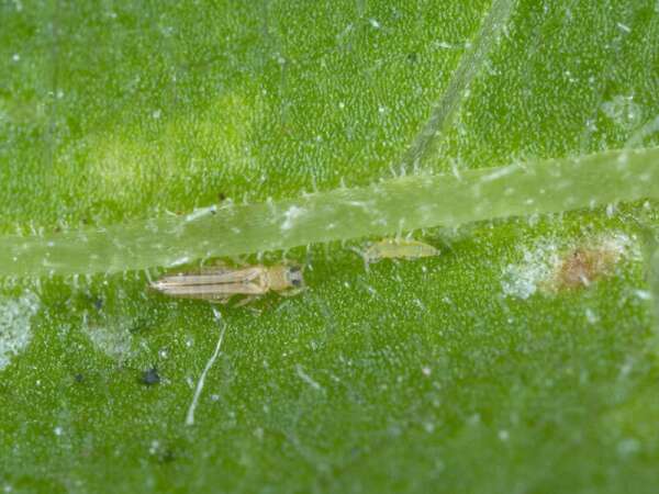 Thrips