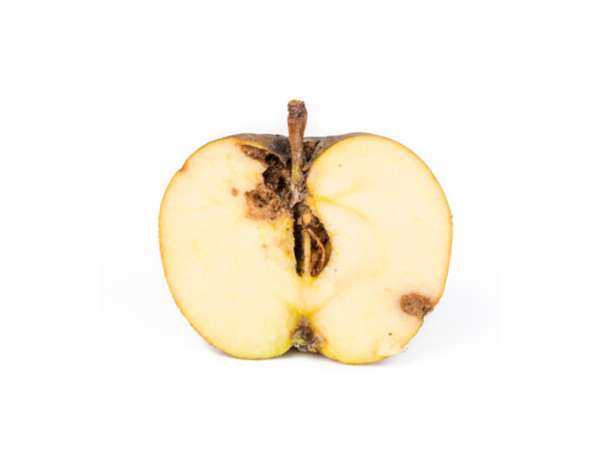 Schadbild Apfelwickler am Apfel