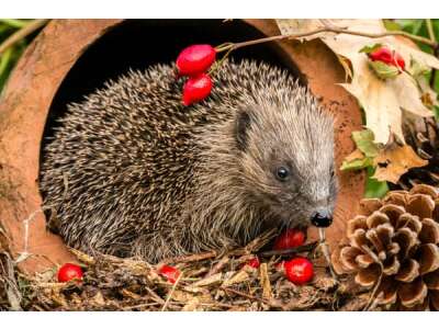 Igel: So unterstützen Sie die fleissigen Helfer im Garten - Igel: So unterstützen Sie die fleissigen Helfer im Garten