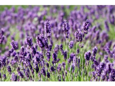 Duftender Lavendel: Heil- und Gewürzpflanze im heimischen Garten
