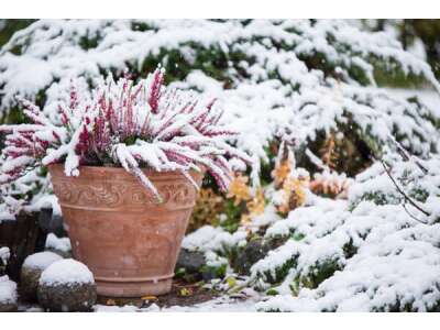 Topfpflanzen: wichtige Tipps zur Überwinterung drinnen und draussen - Topfpflanzen: Tipps zur Überwinterung drinnen &amp; draussen