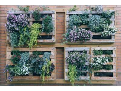 Vertikales Gärtnern: ein Trend erobert Haus- und Wohnungs­wände