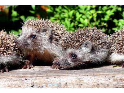 Tierische Helfer im Garten: Entdecken Sie unsere Wissensseiten