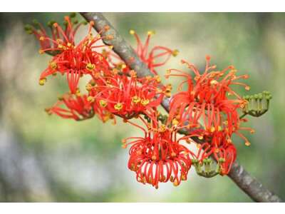 Feuer­radbaum: feuer­rote Blüten­pracht für Ihr Zu­hause
