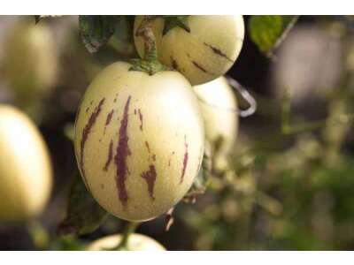 Birnen­melone: einzig­artiger Mix aus Birne und Melone - Birnenmelone - einzigartiger Mix 