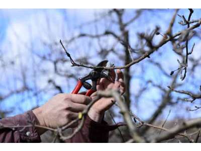 Krankheiten im Obstgarten - Befallsdruck schon im Winterschnitt reduzieren
