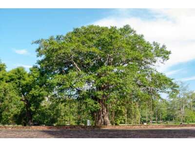 Buddha Feige (Ficus religiosa): Pflanze mit Tradition