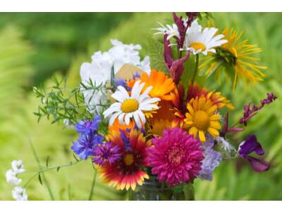 Schnitt&amp;amp;shy;blumen &amp;amp;ndash; bunte Blüten&amp;amp;shy;vielfalt auf dem Feld und in der Vase - Schnittblumen - Blütenvielfalt auf dem Feld &amp;amp; in der Vase