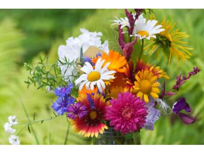 Schnitt&amp;shy;blumen &amp;ndash; bunte Blüten&amp;shy;vielfalt auf dem Feld und in der Vase