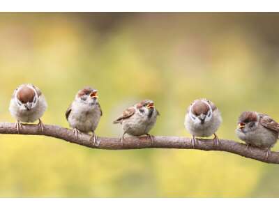 In wenigen Schritten zum vogel&amp;shy;freund&amp;shy;lichen Garten