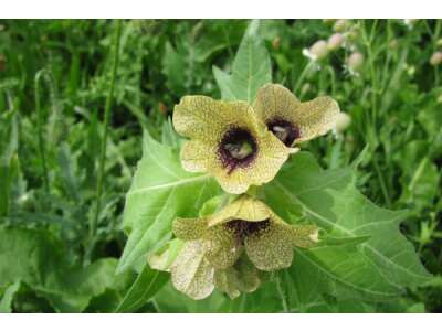 Bilsen&amp;amp;shy;kraut - mystische Hexen&amp;amp;shy;pflanze als Garten-Highlight - Bilsenkraut: mystische Gartenpflanze 