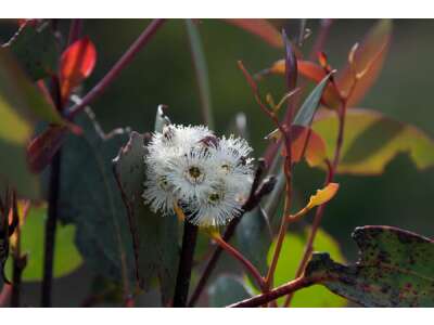 Duften&amp;amp;shy;der Schnee Euka&amp;amp;shy;lyptus (Snow Gum): Aussaat &amp;amp; Pflege - Duftender Schnee Eukalyptus (Snow Gum): Aussaat &amp;amp; Pflege