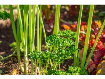 Anbau als Perma&amp;amp;shy;kultur: Jetzt im eigenen Garten um&amp;amp;shy;setzen - Anbau als Permakultur: Jetzt im eigenen Garten umsetzen