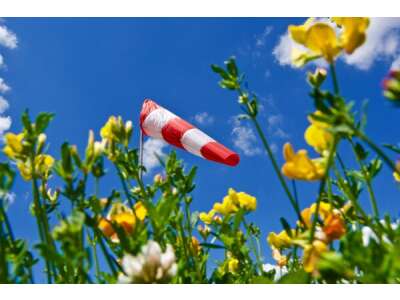 Pflanzen als Wetter&amp;amp;shy;indika&amp;amp;shy;toren nutzen - Pflanzen als Wetterindikatoren nutzen