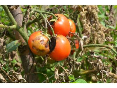 Braun- und Kraut&amp;shy;fäule an Tomaten verhin&amp;shy;dern &amp; be&amp;shy;kämpfen