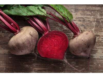 La betterave rouge : une bombe nutritive polyvalente pour votre potager