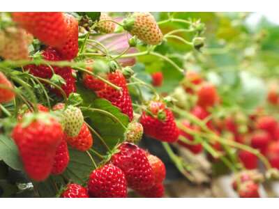 Erdbeeren pflanzen,  ernten und geniessen