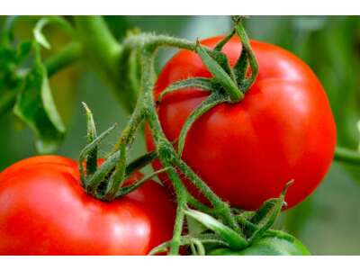 Tomaten: Aussaat, Pflege & Ernte