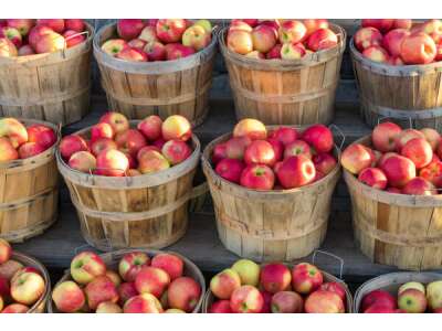 Schad&amp;amp;shy;er&amp;amp;shy;reger im Obst- und Gemüse&amp;amp;shy;lager - Schaderreger im Obst- und Gemüselager