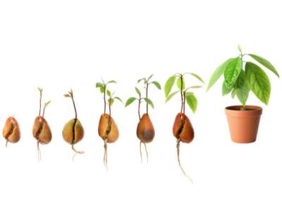 Vom Kern zur Avocado&amp;amp;shy;pflanze: Wie Sie Schritt für Schritt Avo&amp;amp;shy;cados selber züchten - Avocadobaum selber aus Kern züchten