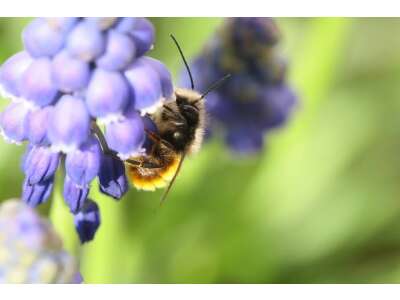 Wildbienen schützen und fördern - Wildbienen schützen und fördern