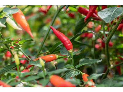 Aji-Chilis: An&amp;shy;zucht, Pflege und Ver&amp;shy;wen&amp;shy;dung