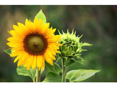 Sonnen&amp;amp;shy;blumen: Anzucht, Pflege und mehr - Sonnenblumen: Anzucht, Pflege und mehr