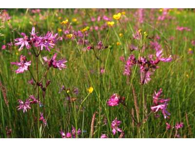 Wild&amp;amp;shy;blumen: Unver&amp;amp;shy;zicht&amp;amp;shy;bar und wunder&amp;amp;shy;schön - Wildblumen: Unverzichtbar und wunderschön