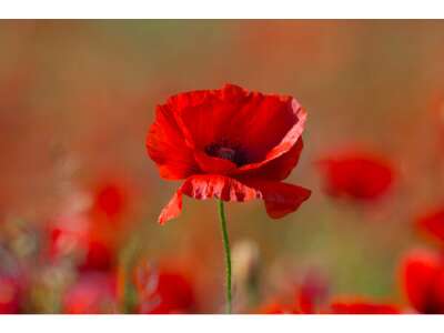 Die Farben der Blumen: Warum leuchten Blumen farbig?