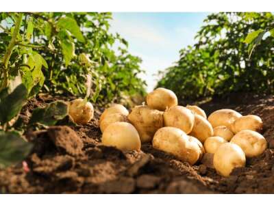 Kraut- und Knollenfäule der Kartoffel - Kraut- und Knollenfäule der Kartoffel